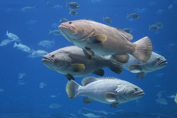 Ikan laut Indonesia